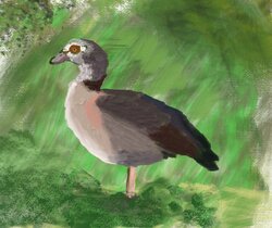 Egyptian goose